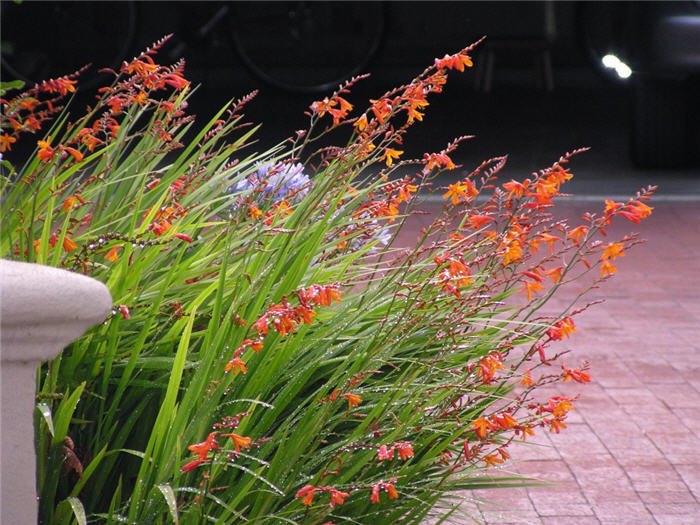 Plant photo of: Crocosmia X crocosmiiflora