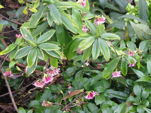 Variegated Winter Daphne