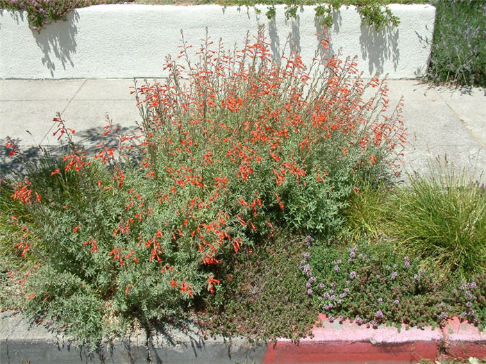 Plant photo of: Epilobium canum canum