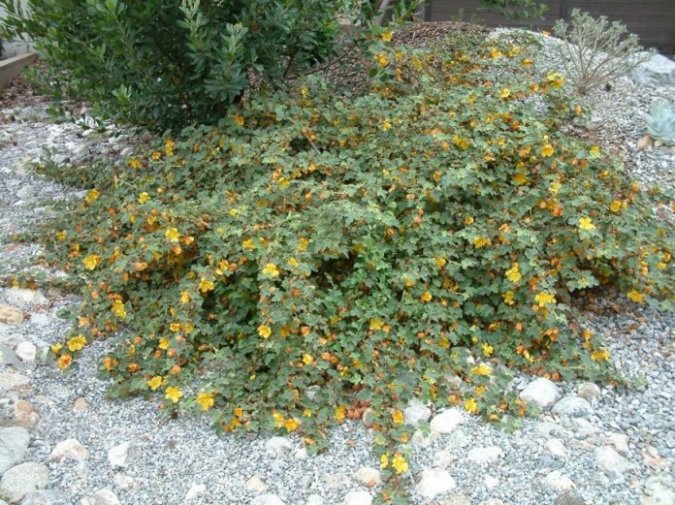 Plant photo of: Fremontodendron californicum ssp. decumb