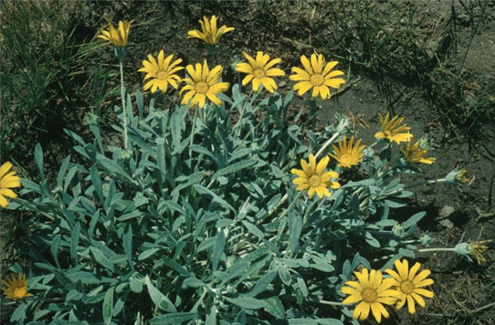 Plant photo of: Gazania X rigens leucolaena 'Sun Gold'