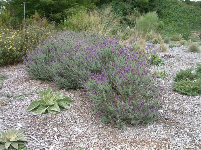 Plant photo of: Lavandula stoechas 'Otto Quast'