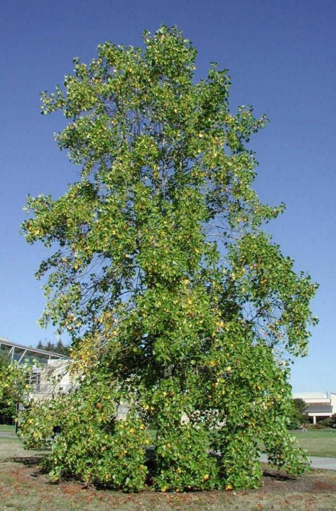 Plant photo of: Liriodendron tulipifera