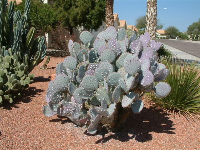 Plant photo of: Opuntia violacea santa-rita