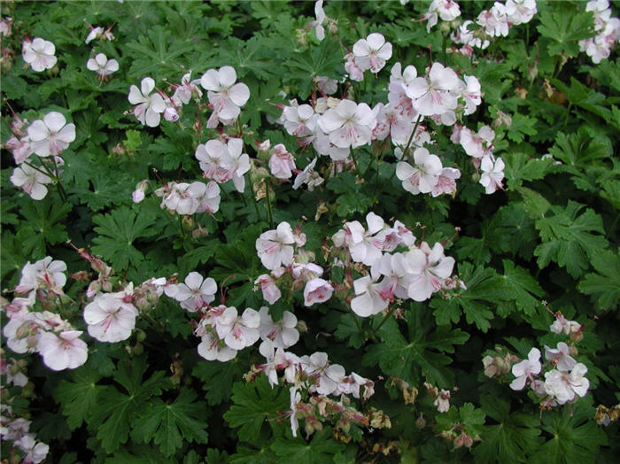 Plant photo of: Geranium 'Biokjo'