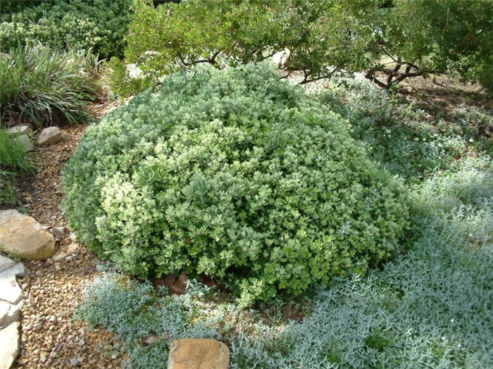 Plant photo of: Pittosporum crassifolium 'Compactum'