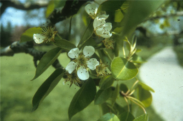 Pyrus communis