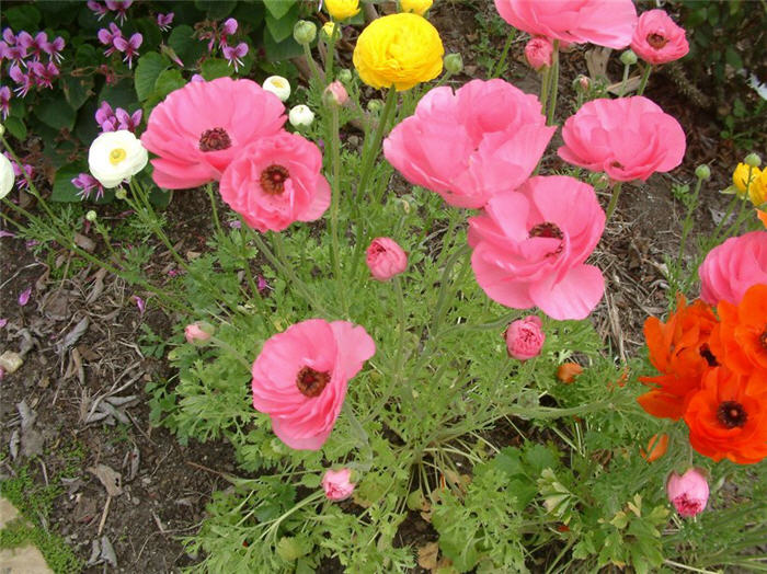 Plant photo of: Ranunculus asiaticus