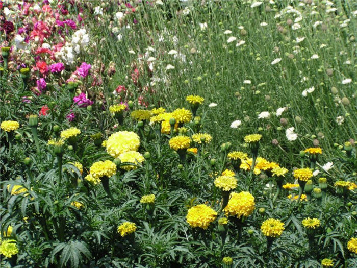 Plant photo of: Tagetes erecta