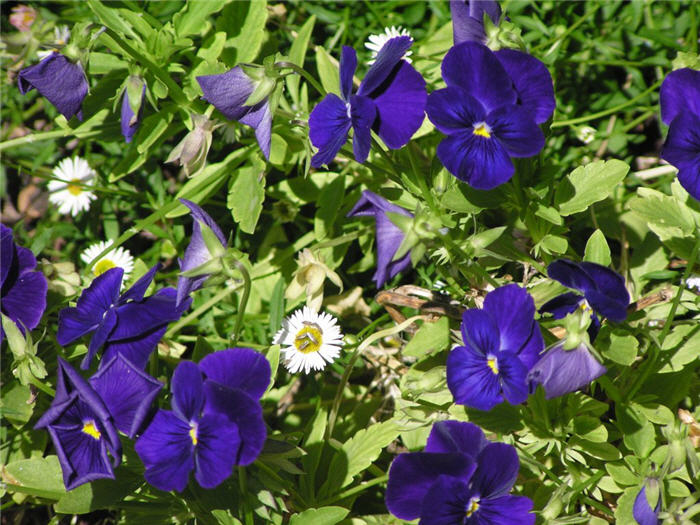 Purple Showers Viola, Tuffed Pansy