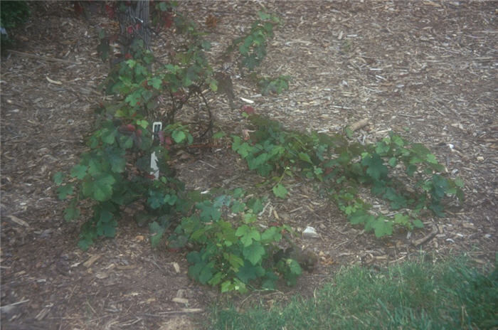 Vitis vinifera