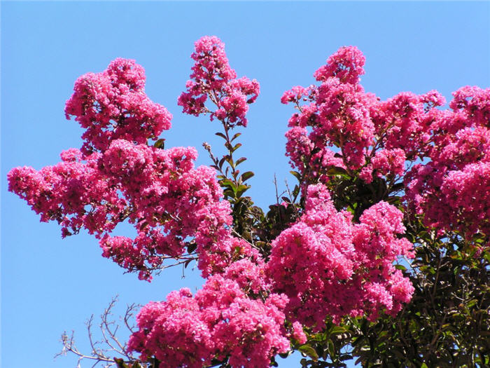 Plant photo of: Lagerstroemia indica (Varieties)