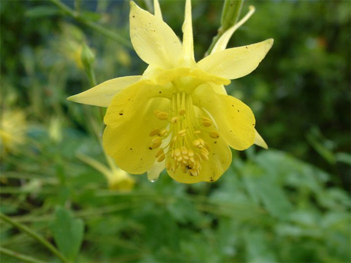 Plant photo of: Aquilegia chrysantha