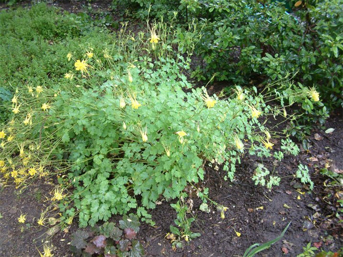 Plant photo of: Aquilegia chrysantha