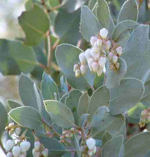 Plant photo of: Arctostaphylos glauca