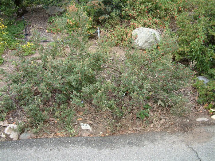 Plant photo of: Arctostaphylos pumila