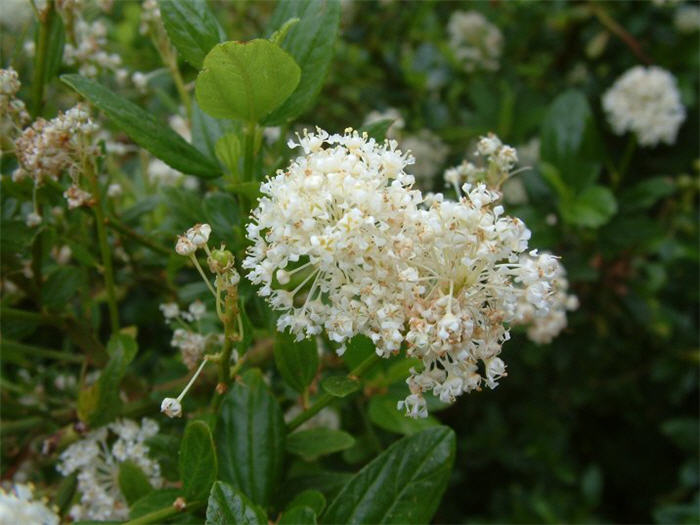 Plant photo of: Ceanothus thyrsiflorus 'Snow Flurry'