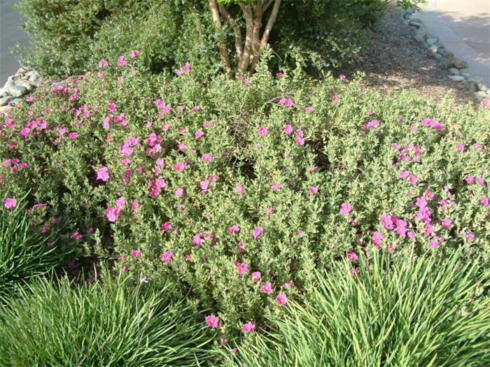 Cistus 'Sunset'