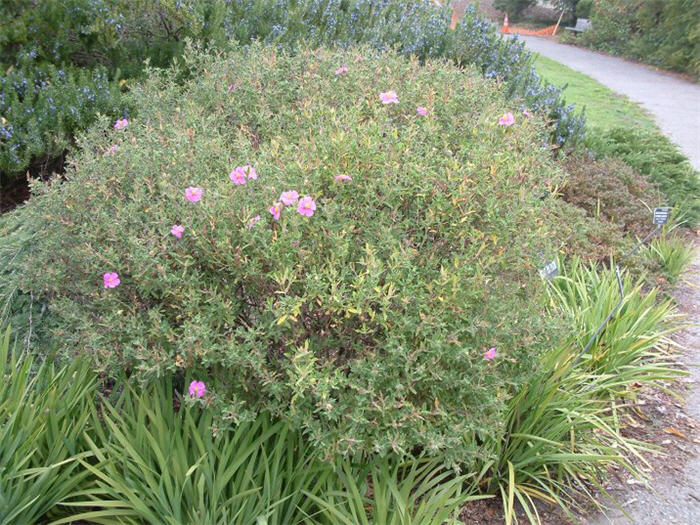 Plant photo of: Cistus incanus