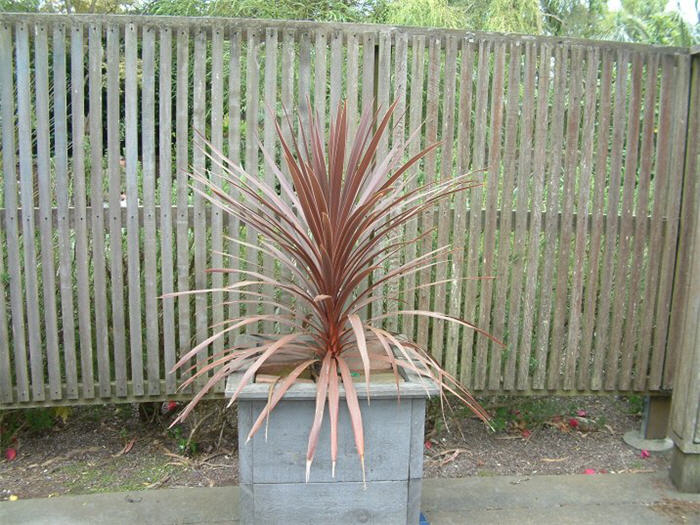 Plant photo of: Cordyline australis 'Red Star'