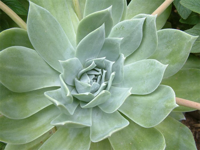 Chalk Dudleya, Chalk-Lettuce