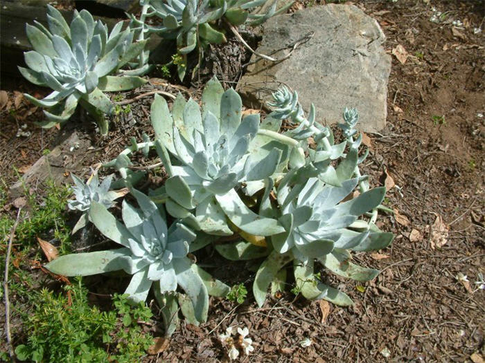 Plant photo of: Dudleya pulverulenta