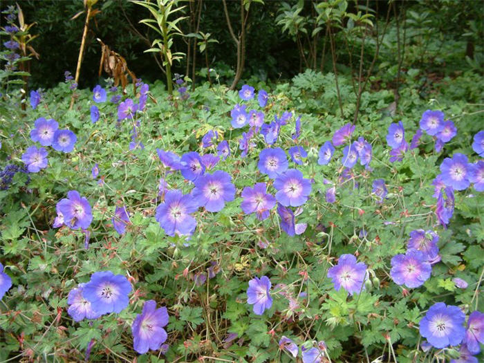 Plant photo of: Geranium 'Brookside'