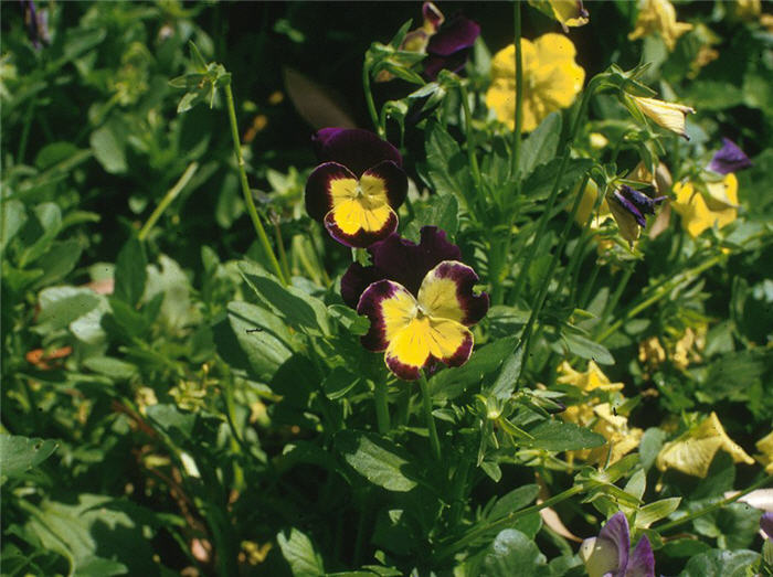 Plant photo of: Viola tricolor