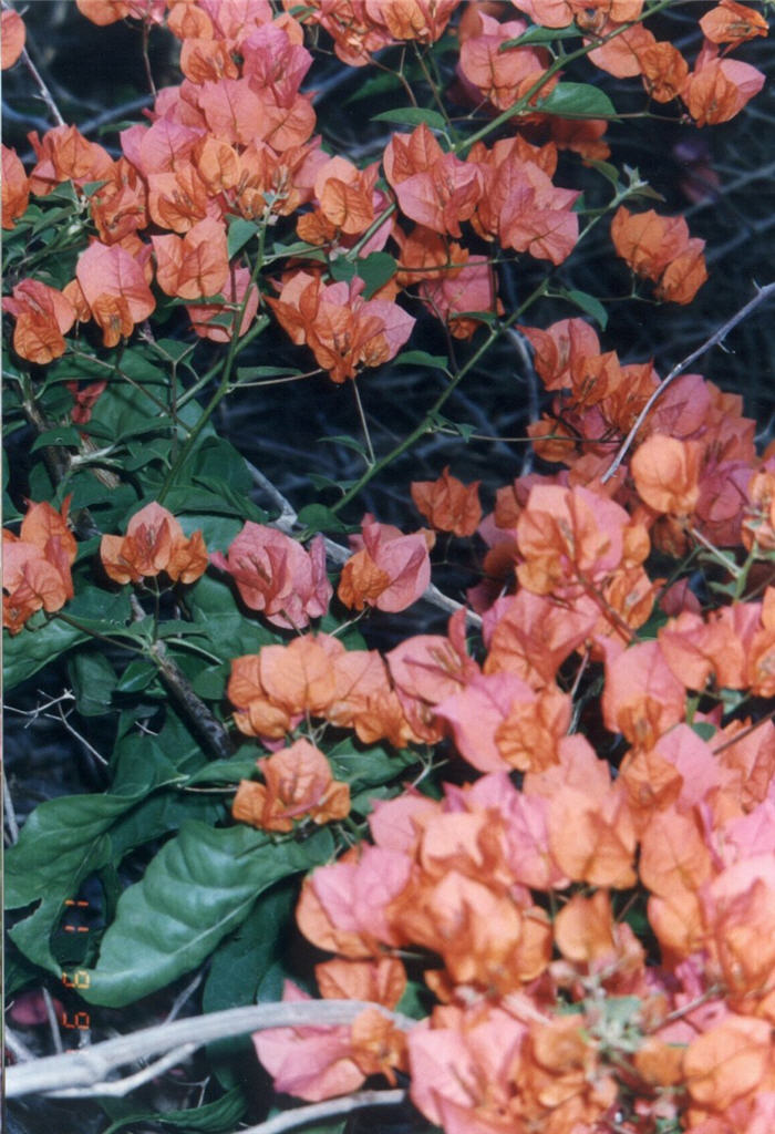 Plant photo of: Bougainvillea 'Camarillo Fiesta'