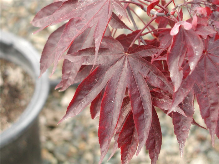 Plant photo of: Acer palmatum 'Bloodgood'