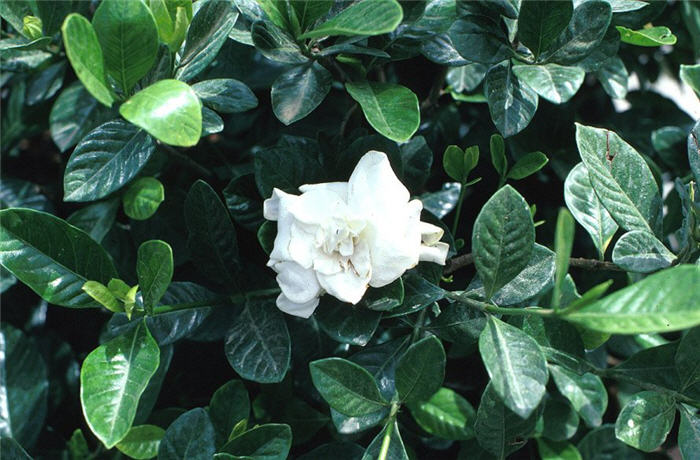 Plant photo of: Gardenia jasminoides 'Veitchii'