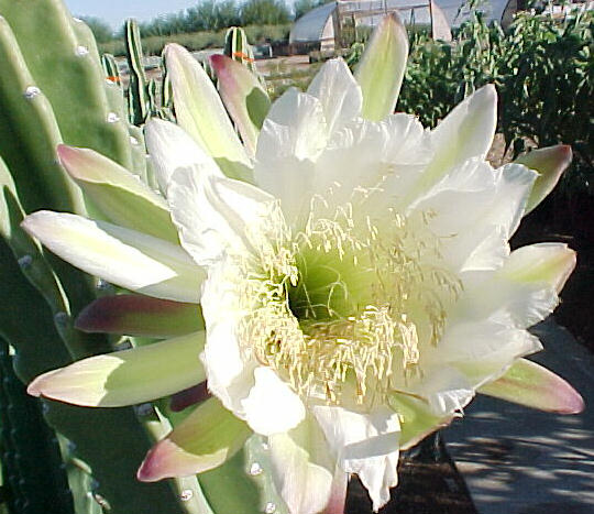 Plant photo of: Cereus hildmannianus