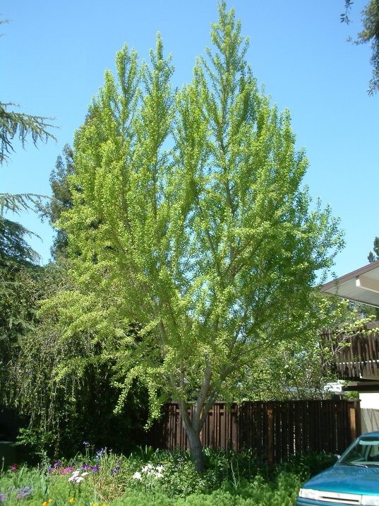 Ginkgo biloba