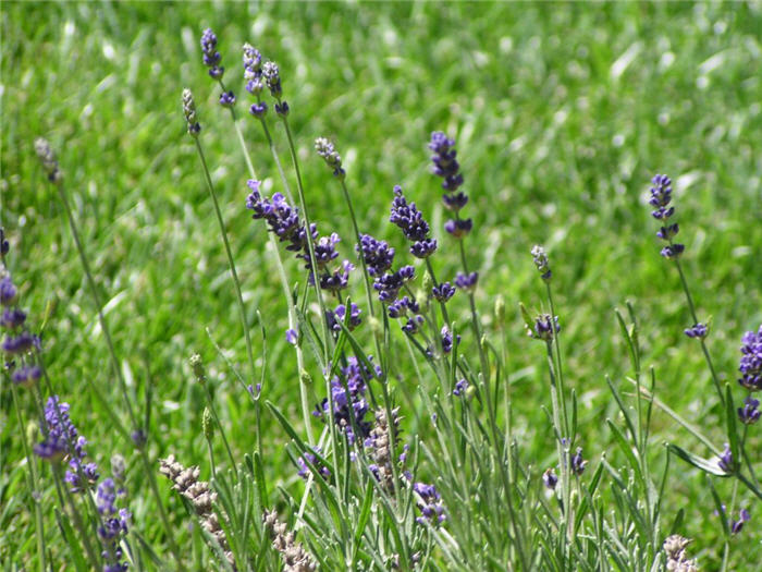 Plant photo of: Lavandula angustifolia 'Hidcote'