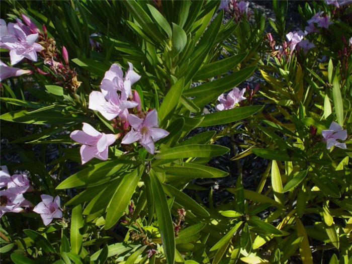 Plant photo of: Nerium oleander 'Petite Pink'