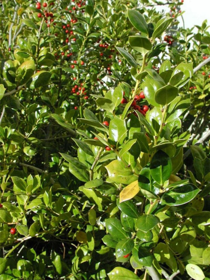 Plant photo of: Ilex cornuta 'Burfordii'