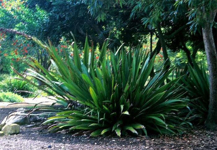 Plant photo of: Doryanthes palmeri