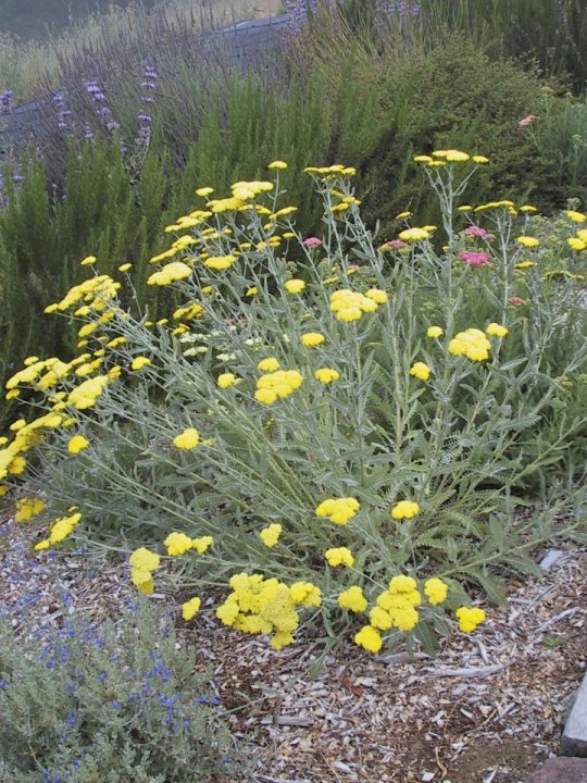 Plant photo of: Achillea X taygetaea 'Moonshine'