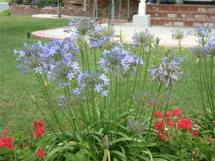 Plant photo of: Agapanthus africanus 'Peter Pan'