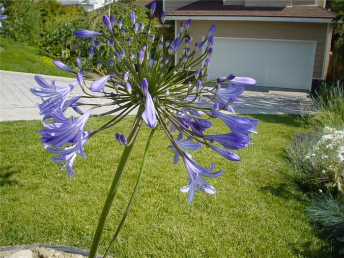 Plant photo of: Agapanthus africanus 'Peter Pan'