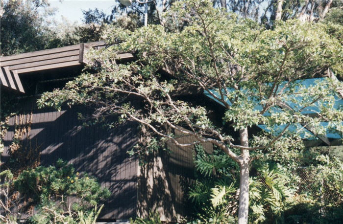 Chinese Fringe Tree