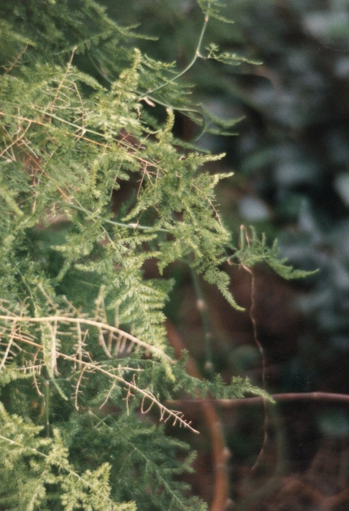 Plant photo of: Asparagus setaceus