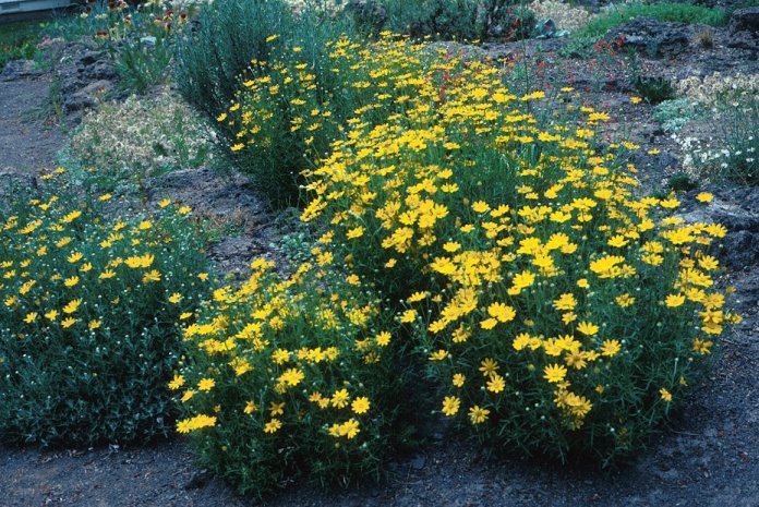 Plant photo of: Coreopsis verticillata 'Golden Shower'