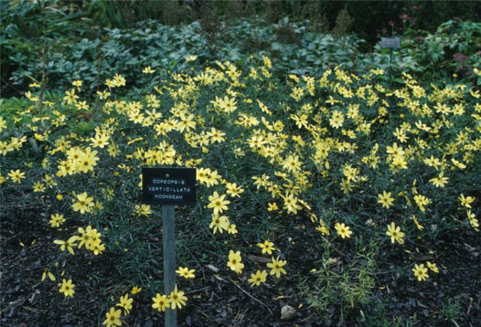 Plant photo of: Coreopsis verticillata 'Golden Shower'