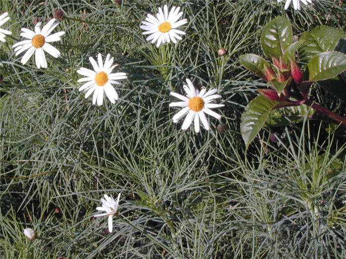 Plant photo of: Coreopsis verticillata 'Moonbeam'