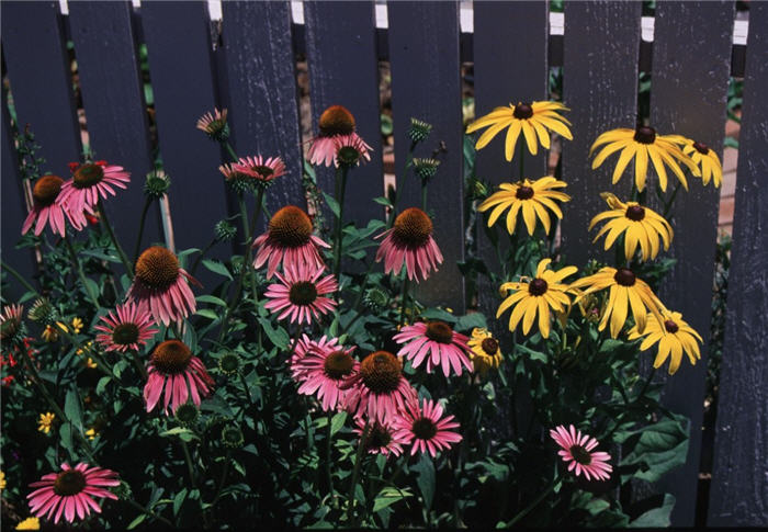 Plant photo of: Echinacea purpurea