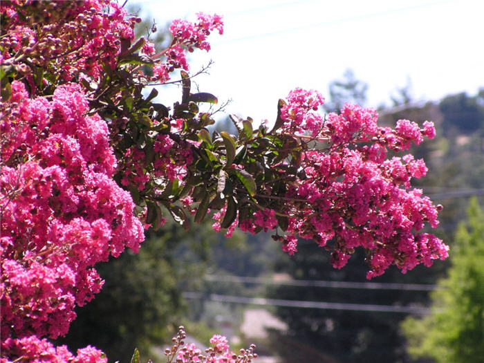 Plant photo of: Lagerstroemia indica