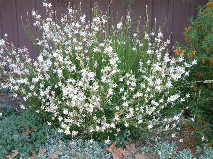 Plant photo of: Gaura lindheimeri