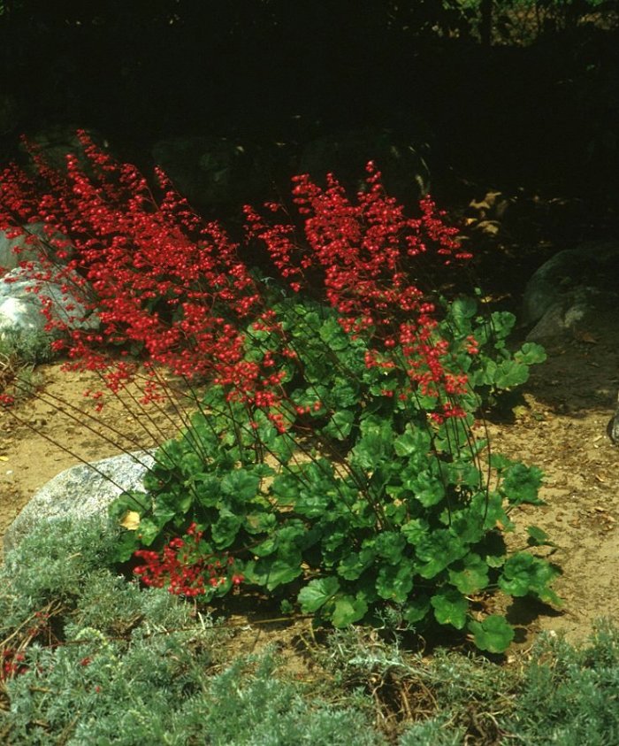 Plant photo of: Heuchera sanguinea