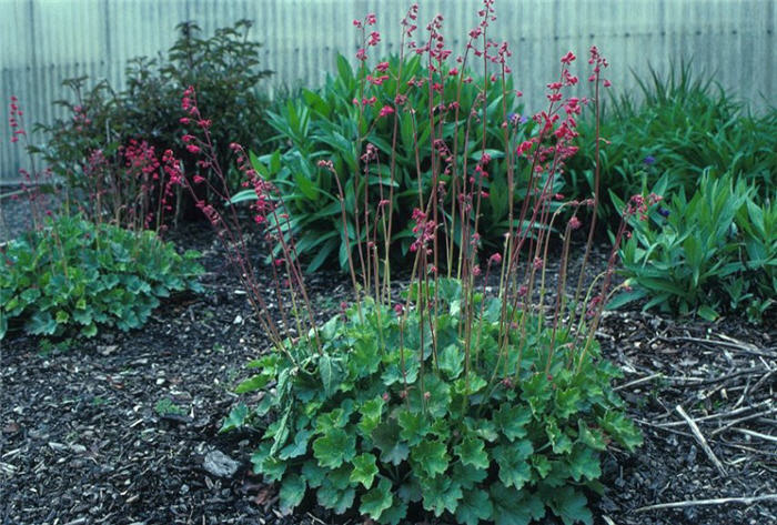 Plant photo of: Heuchera sanguinea